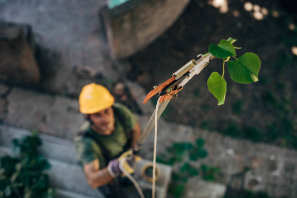 Trusted Omao, HI  Tree Services Experts