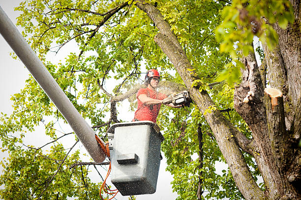 Best Hazardous Tree Removal  in Omao, HI