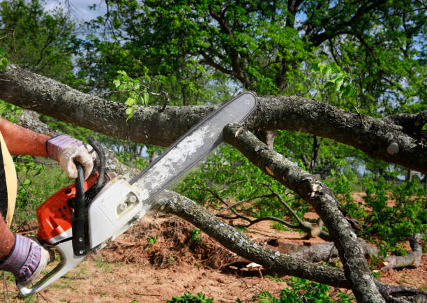 Best Storm Damage Tree Cleanup  in Omao, HI